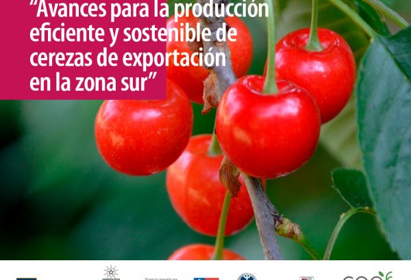 Coloquio Técnico: Avances para la producción eficiente y sostenible de cerezas de exportación  en la zona sur
