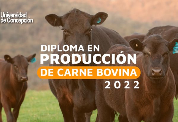 Diploma en Producción de Carne Bovina