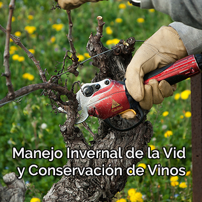 “Manejo invernal de la vid y conservación de vinos ”  Yumbel / Cauquenes