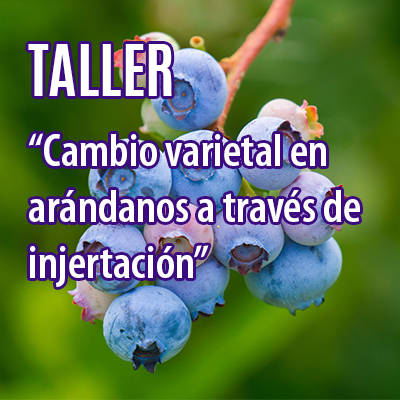 TALLER DE INJERTACIÓN PARA CAMBIO VARIETAL EN ARÁNDANOS