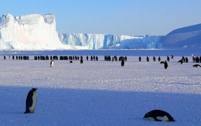 Investigadores de la UdeC iniciarán proyecto que busca determinar la presencia de sustancias químicas peligrosas en la Antártica
