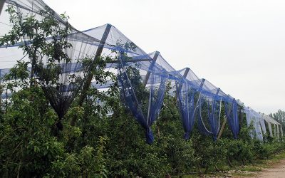 Mallas desarrolladas por Agronomía UdeC a punto de salir al mercado