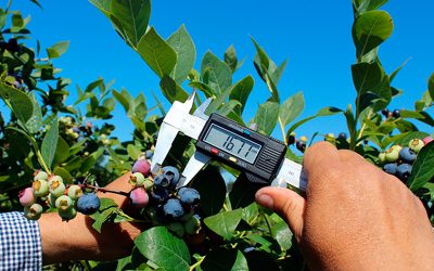 Agronomía UDEC dictará iii diploma en producción de berries