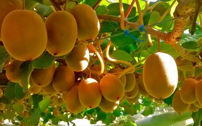 Buscan nueva alternativa de manejo de enfermedad que afecta al kiwi