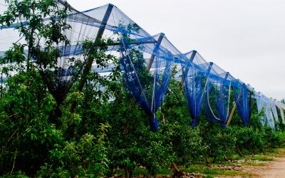 Expertos destacan potencial productivo de mallas de colores para mejorar huertos de manzanos