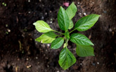 Agronomía realizará II Seminario sobre Fertilidad y Biología de Suelos