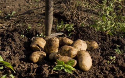 Investigadores buscan erradicar uno de los principales fitopatógenos que afecta la producción de papas