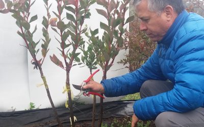 Facultad de Agronomía dictará Taller de injertación para cambio varietal en arándanos