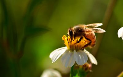 Investigadores de Agronomía UdeC buscan dar solución a problemáticas causadas por patógenos en abejas