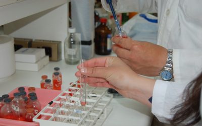 Expertos están diseñando nuevos formatos de alimentos a base de berries nativos como fuentes beneficiosas para la salud