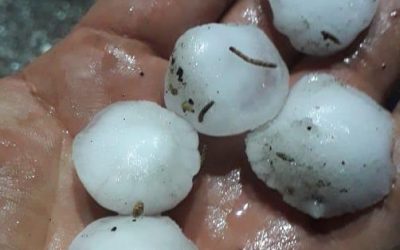 Recomendaciones para enfrentar la inestabilidad climática en la fruticultura