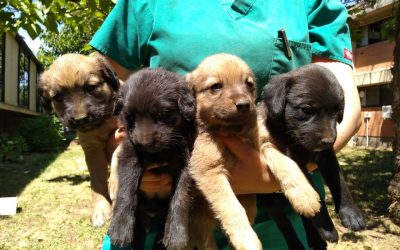Perrita abandonada dio a luz ocho cachorros en dependencias de nuestra Facultad