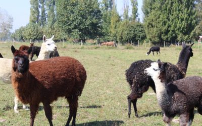 Agronomía UdeC abrirá nueva línea investigativa con alpacas
