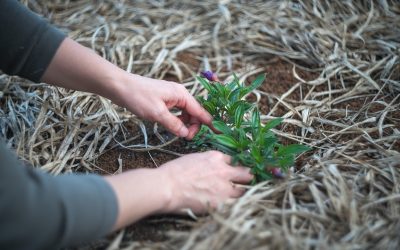 Agronomía buscará sustancias activas en las plantas chilenas para control de plagas