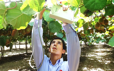 Seminario sobre kiwis abordará incorporación del riego deficitario controlado para mejorar calidad en la fruta