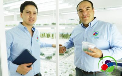 Egresados de Agronomía UdeC emprenden con laboratorio dedicado a la multiplicación clonal de plantas
