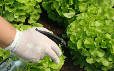 Expertos de Agronomía UdeC buscan propiedades insecticidas, en aceites esenciales de plantas aromáticas