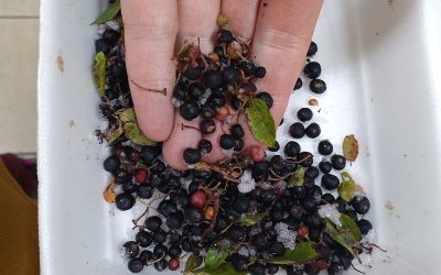 Buscan establecer protocolos para la producción y recolección sustentable del maqui