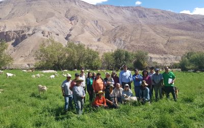 Especialistas de Agronomía UdeC brindan asesoría técnica a pequeños productores caprinos de Arica
