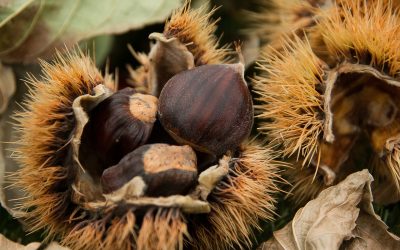 Agronomía UdeC realizará Seminario sobre Producción de Castañas
