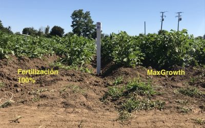 Bioestimulante creado en Agronomía UdeC es destacado en concurso de emprendimiento