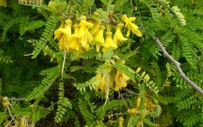 Dra. Gerding hará charla sobre proyecto que busca rescatar planta extinta de Rapa Nui