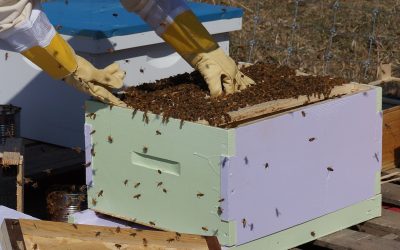 En el Día de la Miel Agronomía UdeC destaca investigación  sobre patologías que afectan a las abejas melíferas en Chile