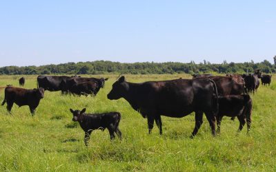 Agronomía UdeC hará charla sobre aplicación de ultrasonido para la selección de bovinos de carne