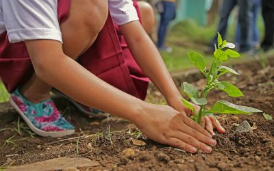 Estudiante de nuestra Facultad gana proyecto para fomentar productividad de huertos comunitarios en Chiguayante