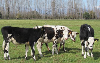 Estrategias de mitigación de emisiones de gases de efecto invernadero en la producción ganadera