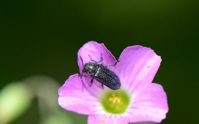 Agronomía UdeC abordará la relación que existe entre las plantas, insectos y el ambiente