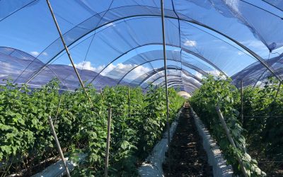 Destacan uso de mallas foto-selectivas para la fruticultura en charla de Agronomía UdeC
