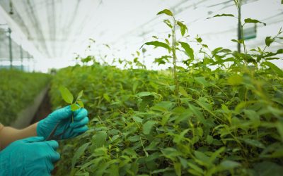 Sobre Biofertilizantes formulados en base a nanotecología natural será la próxima charla de Agronomía UdeC