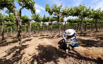 Experto de Agronomía UdeC ahondará en las herramientas eco-fisiológicas para evitar el estrés hídrico en frutales