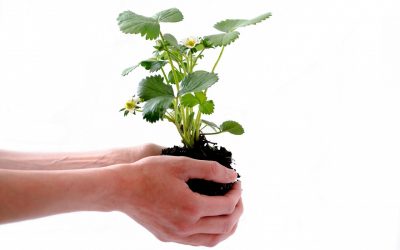 Académica de Agronomía UdeC realizará charla sobre las rizobacterias promotoras de la tolerancia a estrés en las plantas