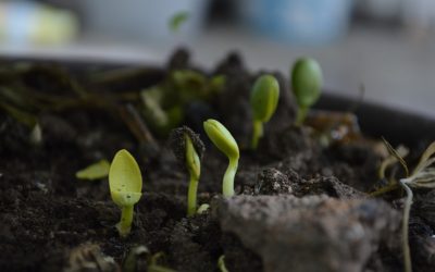 Agronomía UdeC realizará curso de verano sobre recuperación de la calidad de los suelos