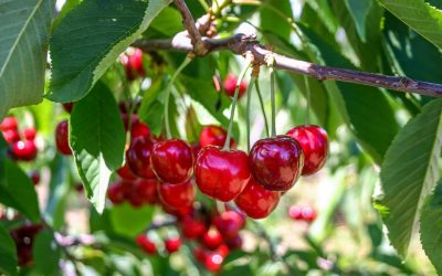Académico de Agronomía UdeC expondrá en Encuentro Mundial del Cerezo