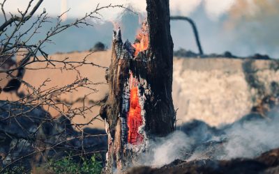 Experto de Agronomía participó en creación de manual de evaluación y restauración de suelos afectados por incendios