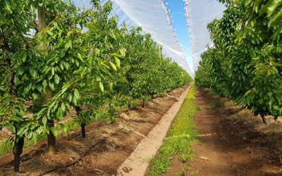 En Abril comienza nueva versión del Diploma Internacional de Fertirriego de Cultivos y Frutales