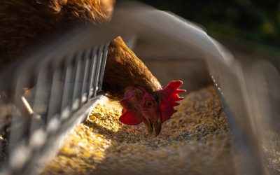 Agronomía UdeC desarrollará biocarbón como aditivo dietario para la avicultura