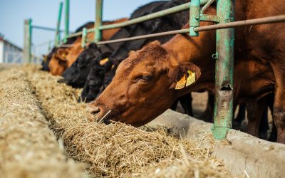 Agronomía UdeC realizará Diploma en Producción de Carne Bovina 2021
