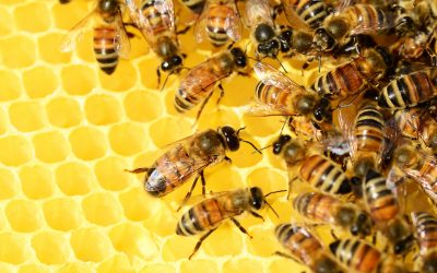 Agronomía UdeC centra investigaciones en impacto de enfermedades ocasionadas por virus que afectan a las abejas