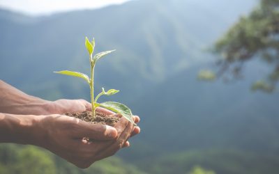 Conozca cuáles son los desafíos actuales de la agricultura en el cuidado del medio ambiente