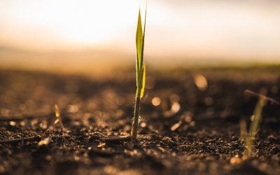 Los desafíos del sector agrícola para paliar la sequía en Chile