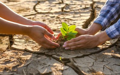 Agronomía UdeC desarrolla serie de investigaciones para mitigar el cambio climático