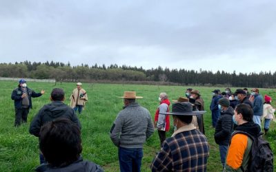 Agronomía Udec participa de Día de Campo para productores en manejo de recursos forrajeros para bovinos de carne
