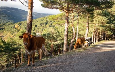 Agronomía UdeC participa en proyecto de Silvopastoreo en la comuna de Yungay