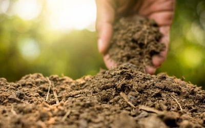 Agronomía UdeC conmemorará Día del Suelo con Coloquio sobre Ciencias del Suelo