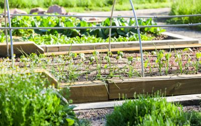 Agronomía UdeC realizará Escuela de Verano relacionada con creación de huertos urbanos y rurales