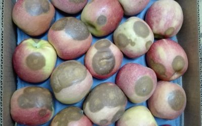 Con levaduras buscan controlar el “ojo de buey” en manzanas del tipo “Criss Pink”